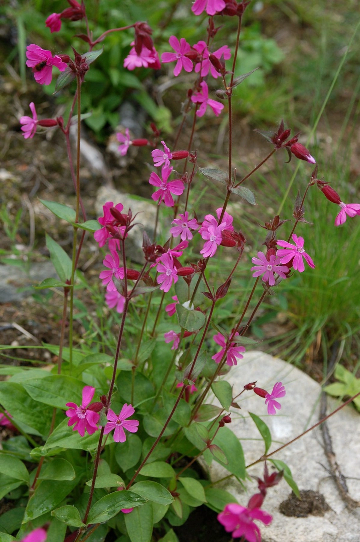 : Silene dioica.